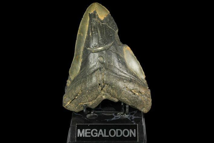 Bargain, Fossil Megalodon Tooth - Massive Meg Tooth #147399
